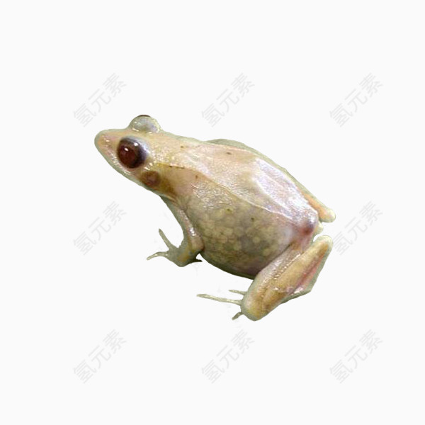 青蛙免抠PNG图片素材