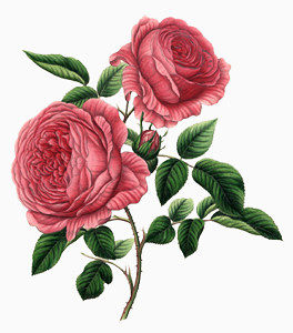 两朵盛开的美丽玫瑰