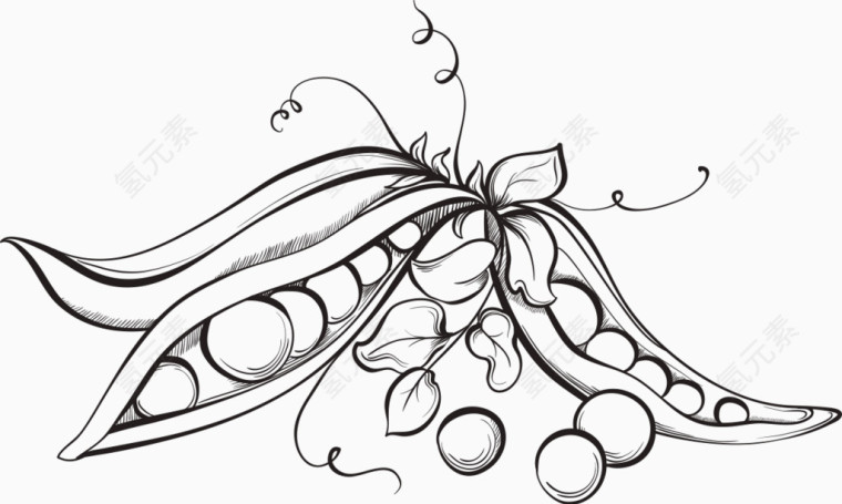 线性手绘豌豆素材