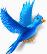 动物鸟推特tweetmyweb