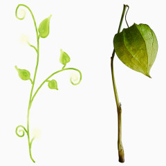 绿色植物绿叶免抠PNG图片素材