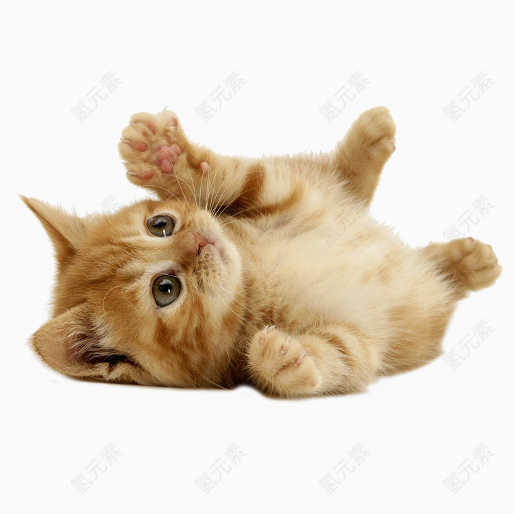 猫咪免抠PNG图片素材