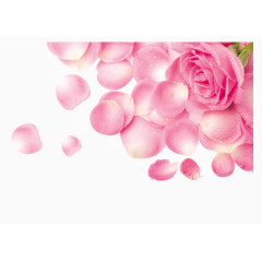 清新粉色玫瑰花瓣