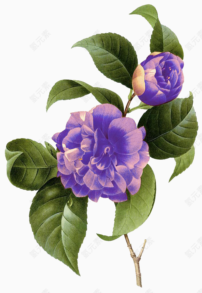 粉紫色手绘茶花