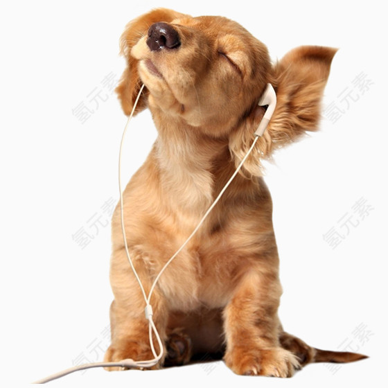 听音乐的狗狗
