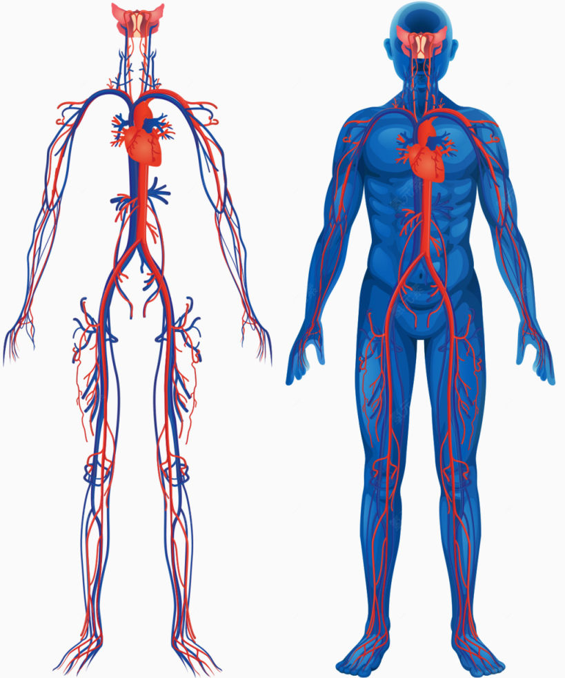 人体血脉结构下载