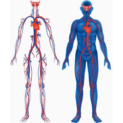 人体血脉结构