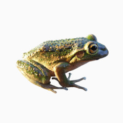 青蛙免抠PNG图片素材
