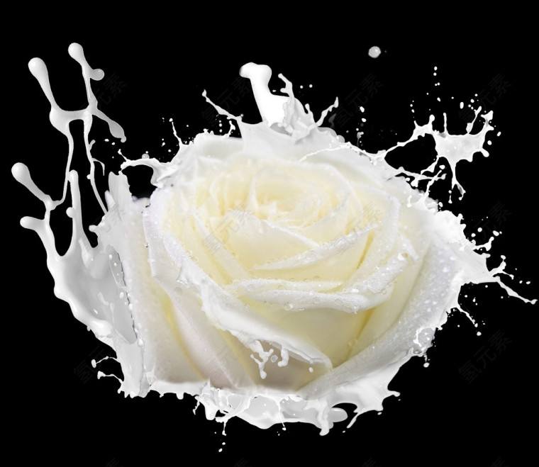 牛奶玫瑰花png 滤色模式 