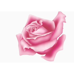 粉色质感的玫瑰花