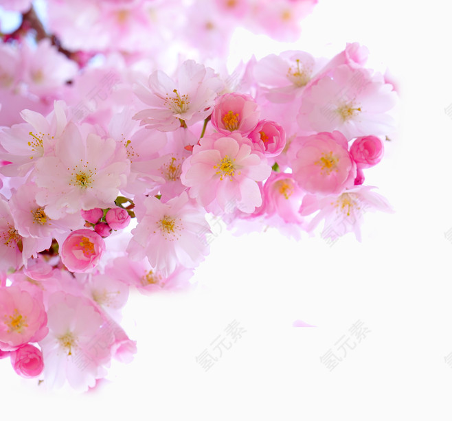 粉色鲜艳桃花