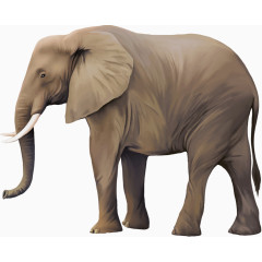 大象矢量素材(2)