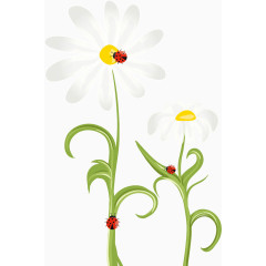 白色花朵七星瓢虫