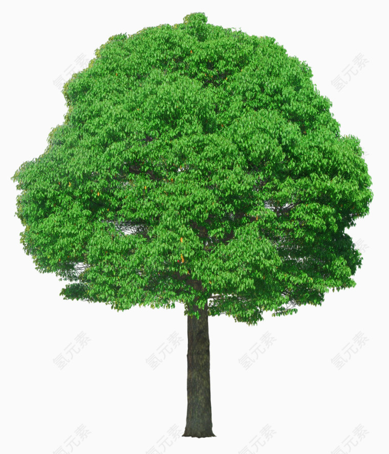 绿色大树图案