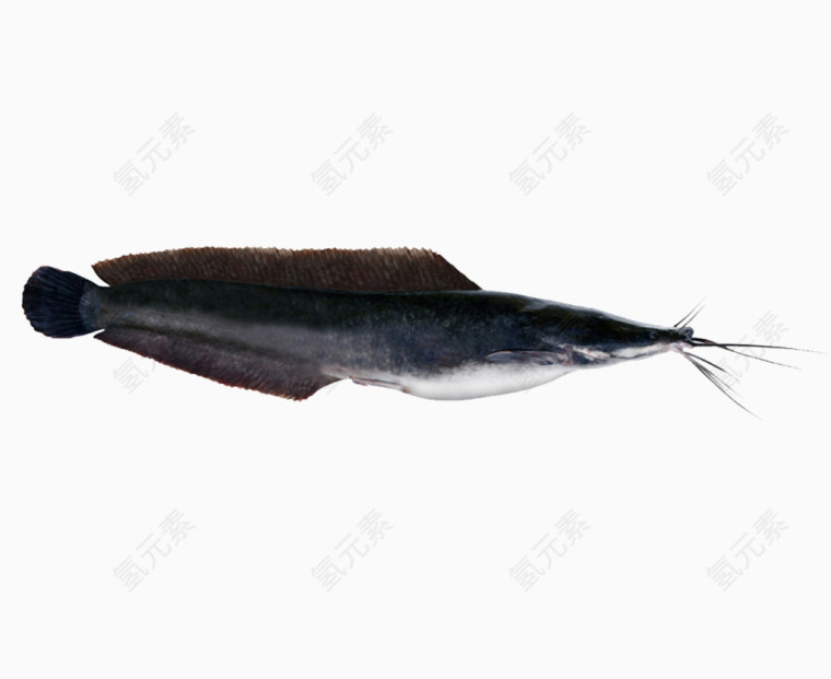 一条黑色的带须的鱼