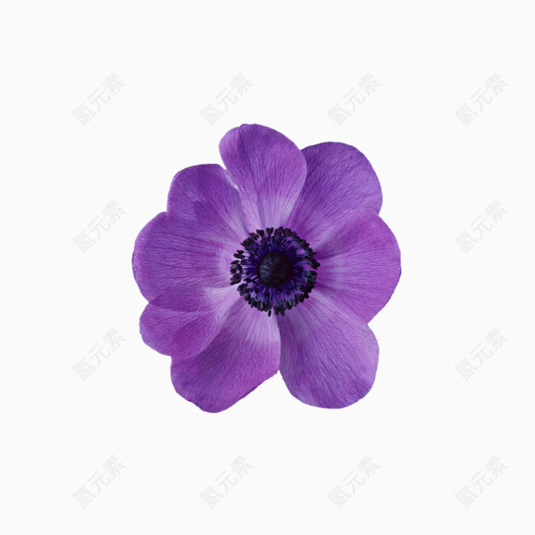 紫色花朵PNG元素