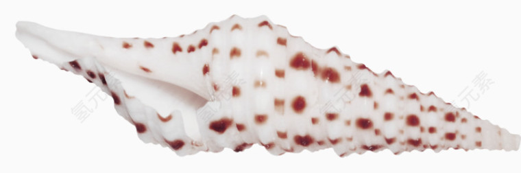 红色点缀海螺贝壳