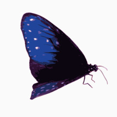 深蓝色蝴蝶