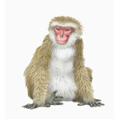 棕色的小猴子素材图片