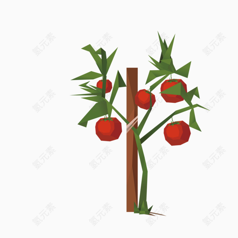 植物番茄