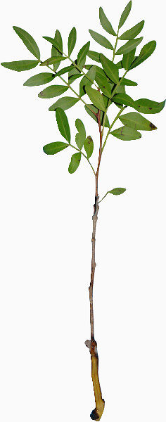 植物绿叶PNG免抠图素材