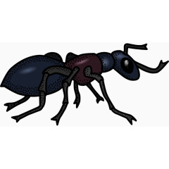 健壮的蚂蚁