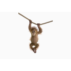 吊在绳子上的小猴子