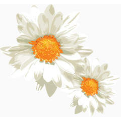 花朵免费下载 白色  植物  花开