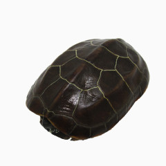中华草龟