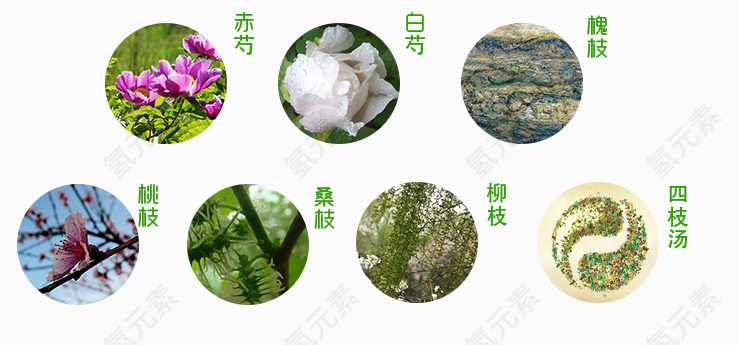 本草植物矢量