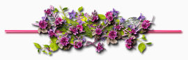 紫色花朵分割线