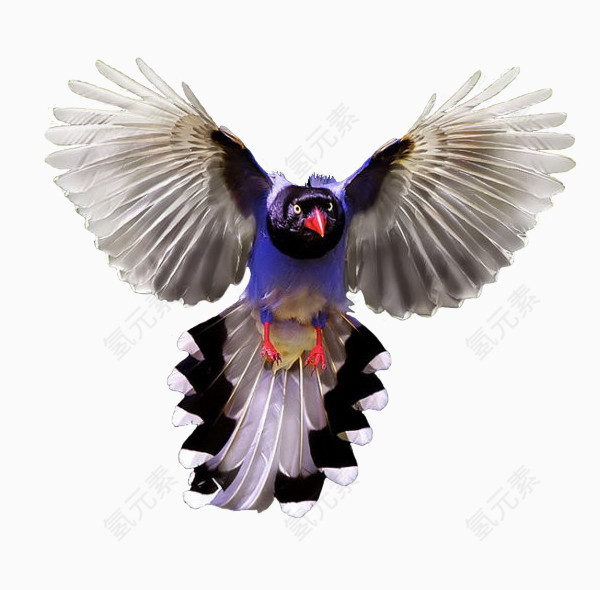 紫色凤尾鸟免抠png素材