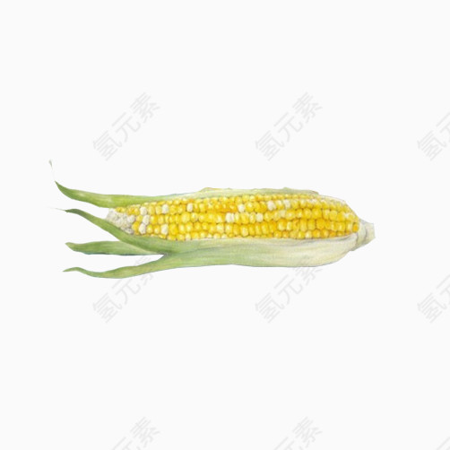 玉米写实手绘图素材图片