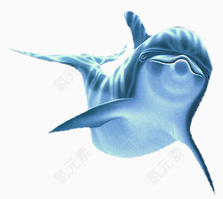 蓝色海豚海洋中的海豚游着的海豚
