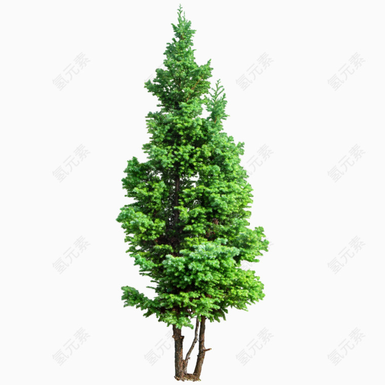 绿树大树
