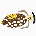 balistoides鱼加勒比梦鱼图标