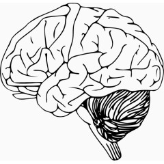 矢量手绘大脑