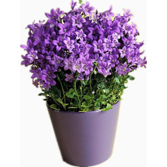 紫色的盆栽