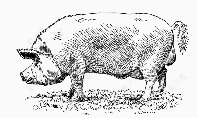 农场动物家猪素描线稿