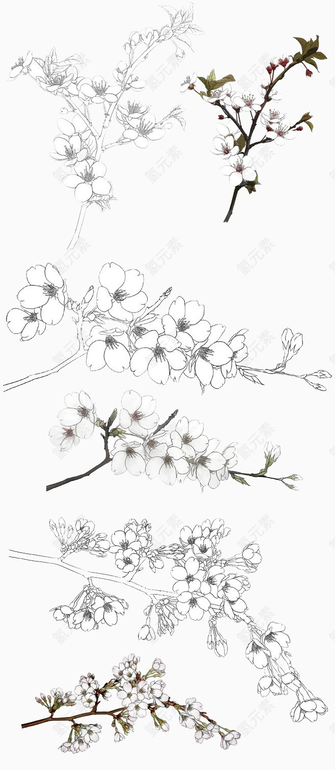 素描桃花