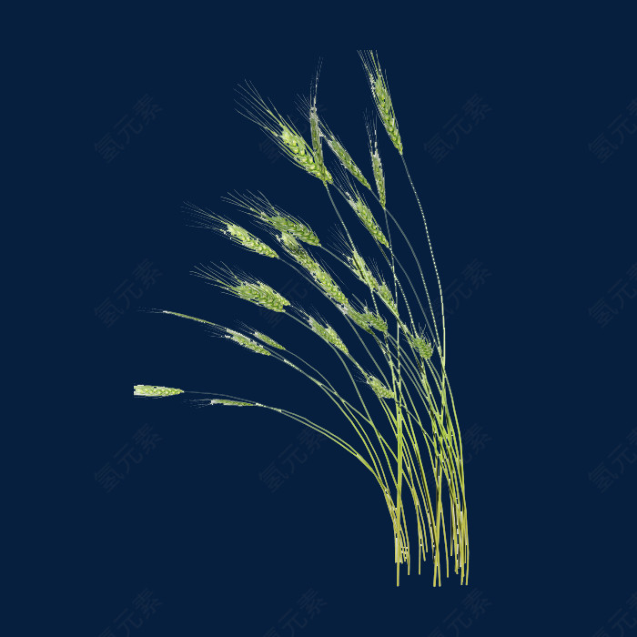 绿色植物叶子PNG透明图片素材