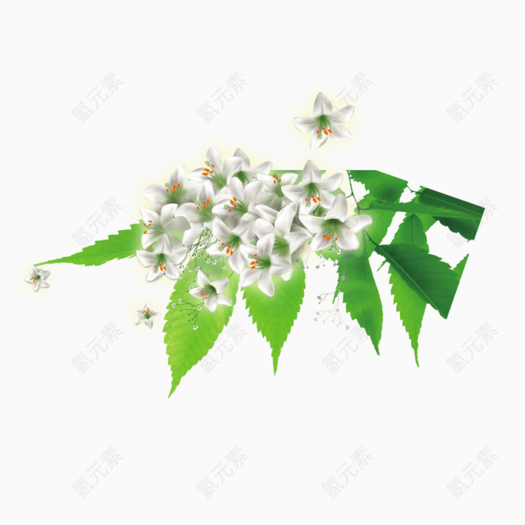 绿叶白花