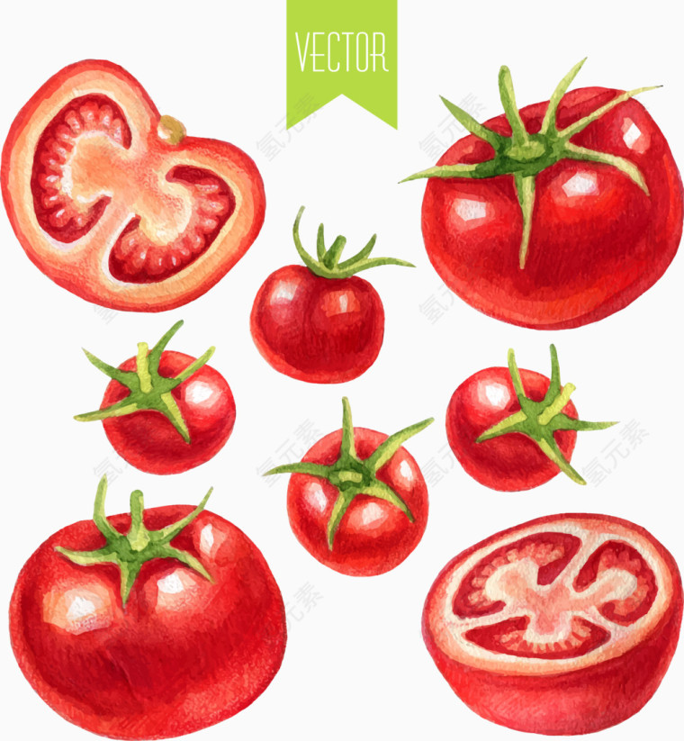 水彩画集合番茄