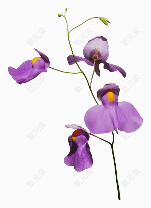 紫色碎花装饰植物