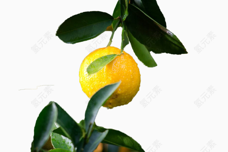 挂在树上的橘子