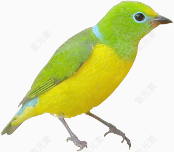 黄绿色的斑鸠