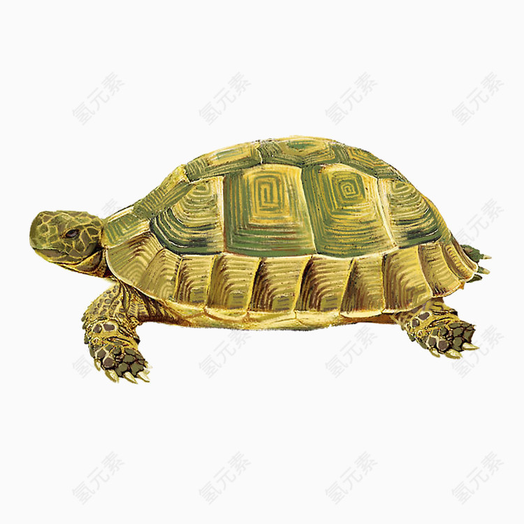 乌龟免抠PNG图片素材