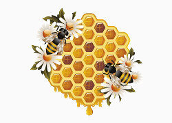 装饰图案蜜蜂与蜂蜜插画
