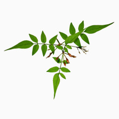 植物绿叶PNG免抠图素材