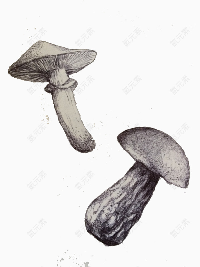 绘画蘑菇